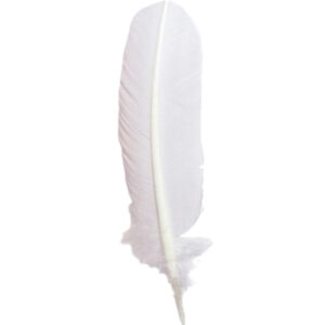 Plume d'oie blanche