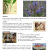 Bourrache bleue