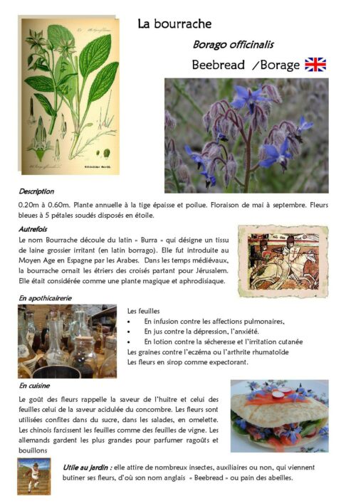 Bourrache bleue